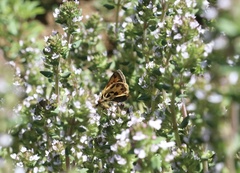 Hylephila fasciolata