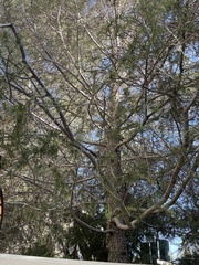 Cedrus deodara