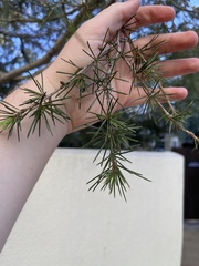 Cedrus deodara