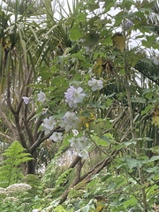Bignoniaceae