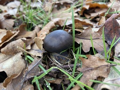 Entoloma sericeum
