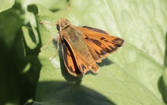 Hylephila fasciolata