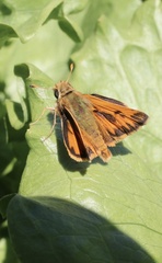 Hylephila fasciolata