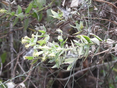 Brickellia secundiflora