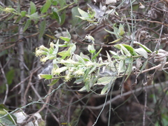 Brickellia secundiflora