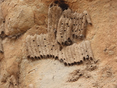 Apoidea