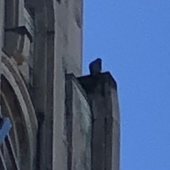Falco peregrinus