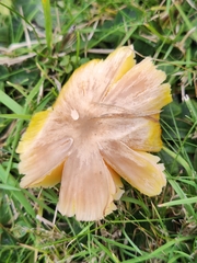 Hygrocybe quieta