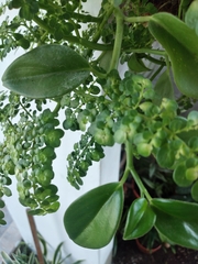 Pilea microphylla