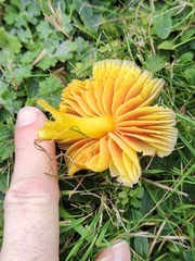 Hygrocybe quieta