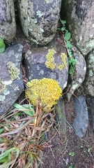 Xanthoria aureola