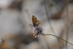 Polyommatus nivescens