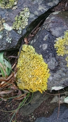 Xanthoria aureola