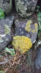 Xanthoria aureola