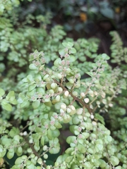 Pilea microphylla