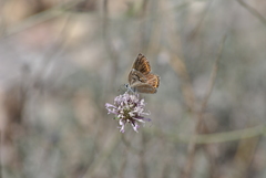 Polyommatus nivescens