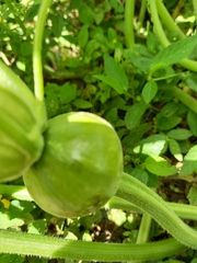 Cucurbita pepo