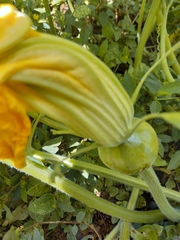 Cucurbita pepo