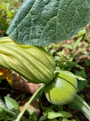 Cucurbita pepo