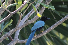 Cyanocorax yucatanicus