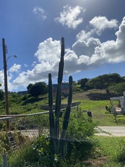 Cereeae