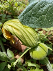 Cucurbita pepo