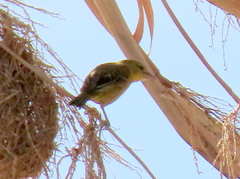 Ploceus velatus caurinus