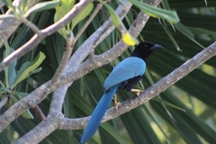 Cyanocorax yucatanicus