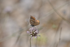 Polyommatus nivescens