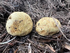 Rhizopogon