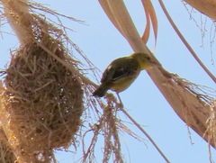 Ploceus velatus caurinus