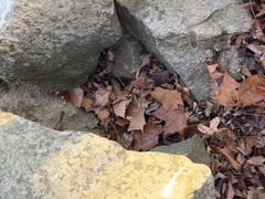 Thryothorus ludovicianus