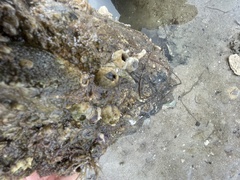 Amphibalanus improvisus