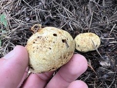 Rhizopogon