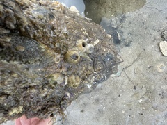 Amphibalanus improvisus