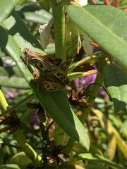 Hylephila fasciolata