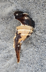 Triplofusus giganteus