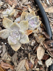 Graptopetalum