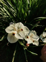 Dietes bicolor