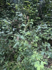 Argyrolobium tomentosum