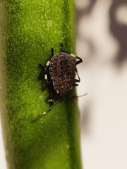 Halyomorpha halys