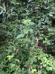 Argyrolobium tomentosum