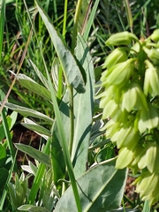 Orthochilus foliosus