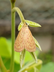 Ecpyrrhorrhoe damastesalis
