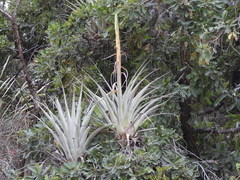Tillandsia