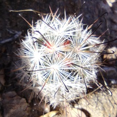 Mammillaria tetrancistra