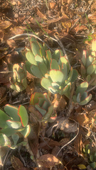 Cotyledon orbiculata