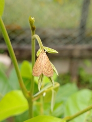Ecpyrrhorrhoe damastesalis