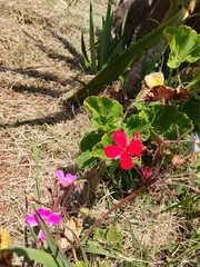 Pelargonium × hybridum