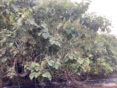 Heliocarpus